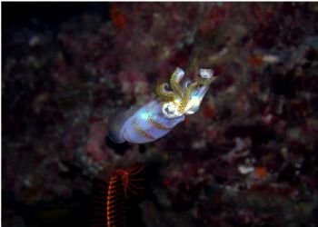 Small Squid sitting on top a a feather star...maeda point... by Tim Casey 